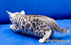 Bengal Cat Breeder